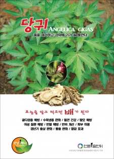당귀(Angelica gigas)효능 / 알고먹으면배가된다-100