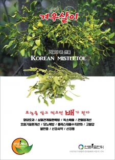겨우살이(Korean mistletoe)효능 / 알고먹으면배가된다-102