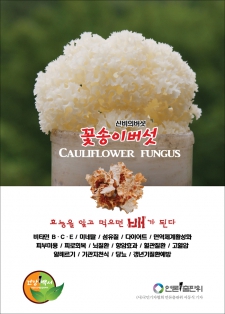 꽃송이버섯(Cauliflower fungus)효능 / 알고먹으면배가된다-103