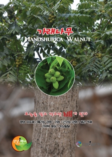 가래나무 Mandshurica Walnut / 알고먹으면배가된다-244