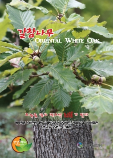 갈참나무 Oriental White Oak / 알고먹으면배가된다-245