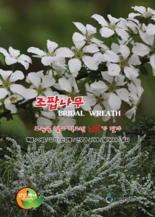 조팝나무 bridal wreath / 알고먹으면배가된다-249