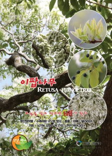이팝나무 Retusa fringetree / 알고먹으면배가된다-251