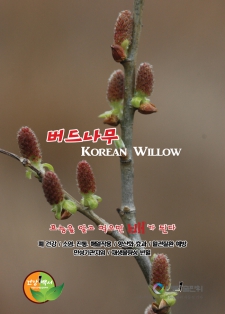 버드나무 Korean Willow / 알고먹으면배가된다-257