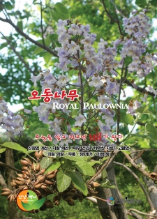오동나무 Royal Paulownia / 알고먹으면배가된다-256
