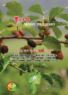 뽕나무 White Mulberry / 알고먹으면배가된다-255
