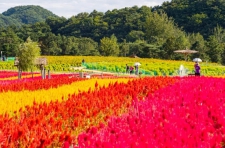 철원군 고석정꽃밭 가을 시즌 DMZ 평화 꽃송이 축제 개막