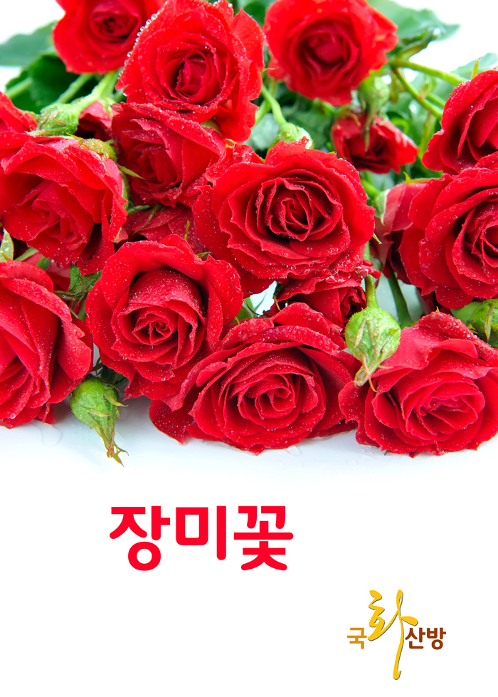 [시] 장미꽃 / 국화산방 취남 이재석