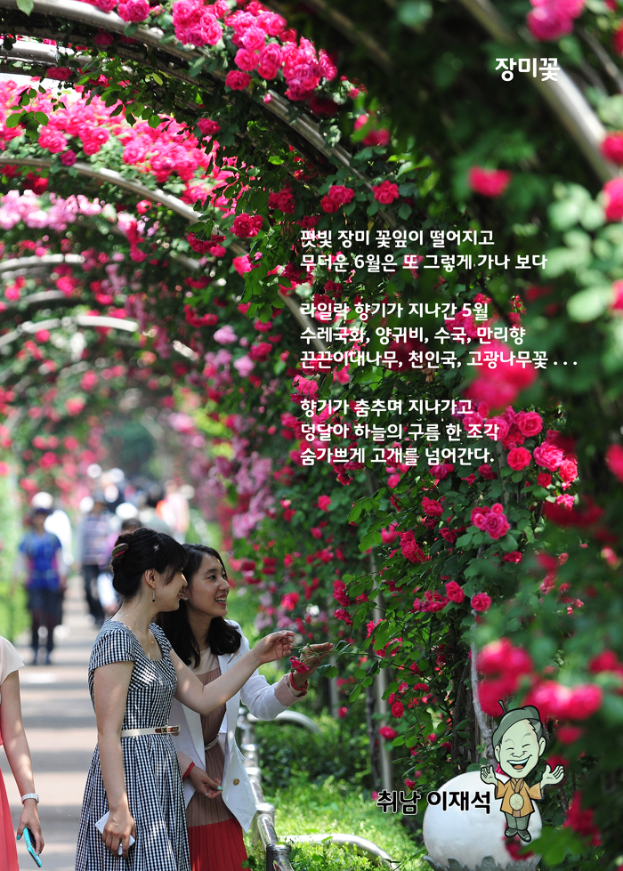 [시] 장미꽃 / 국화산방 취남 이재석