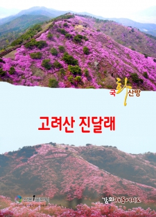 [시] 고려산 진달래 / 국화산방 취남 이재석