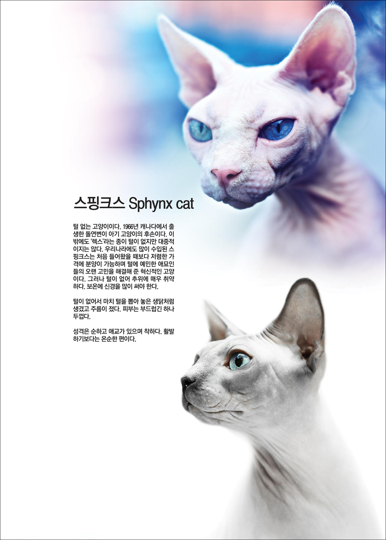 스핑크스 Sphynx cat [애완.반려동물/고양이]