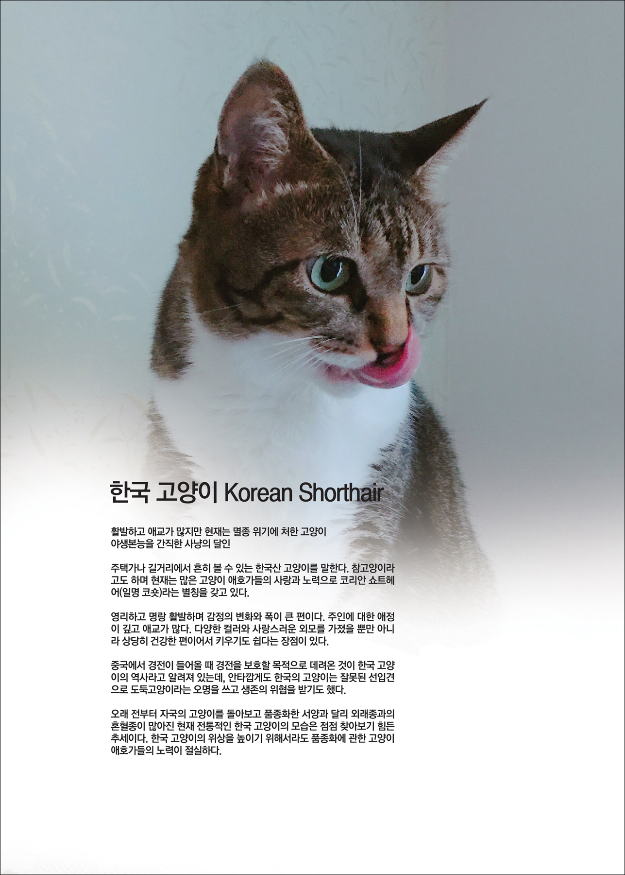 한국 고양이 Korean Shorthair [애완.반려동물/고양이]