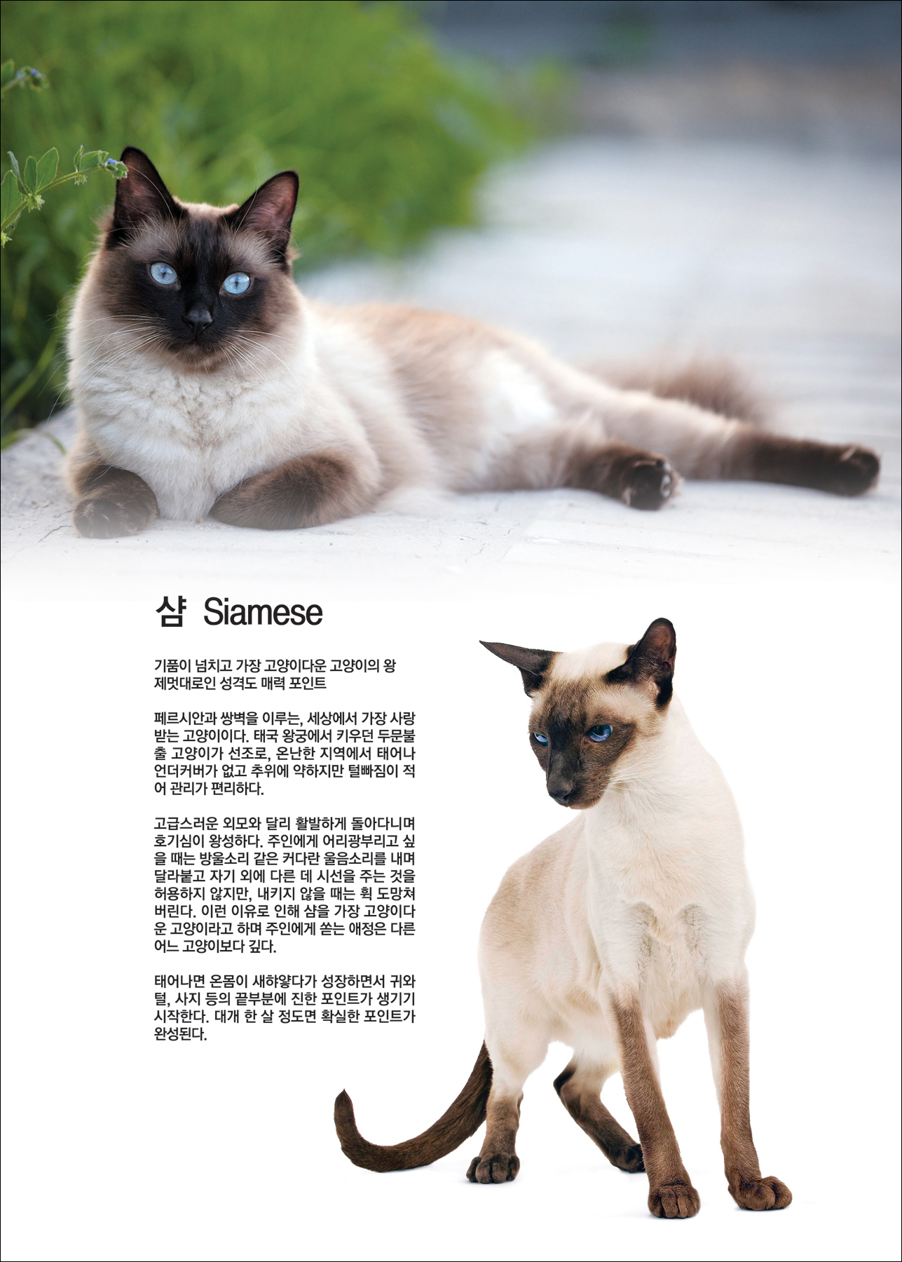 샴  Siamese [애완.반려동물/고양이]