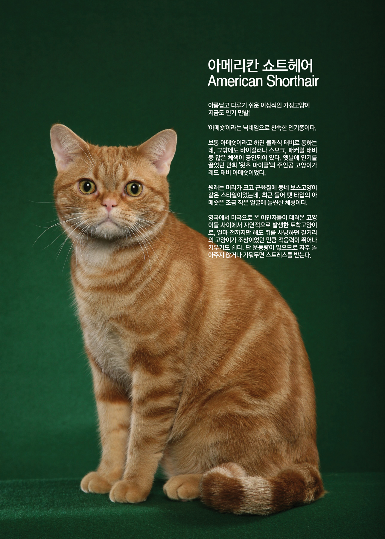 아메리칸 쇼트헤어   American Shorthair [애완.반려동물/고양이]
