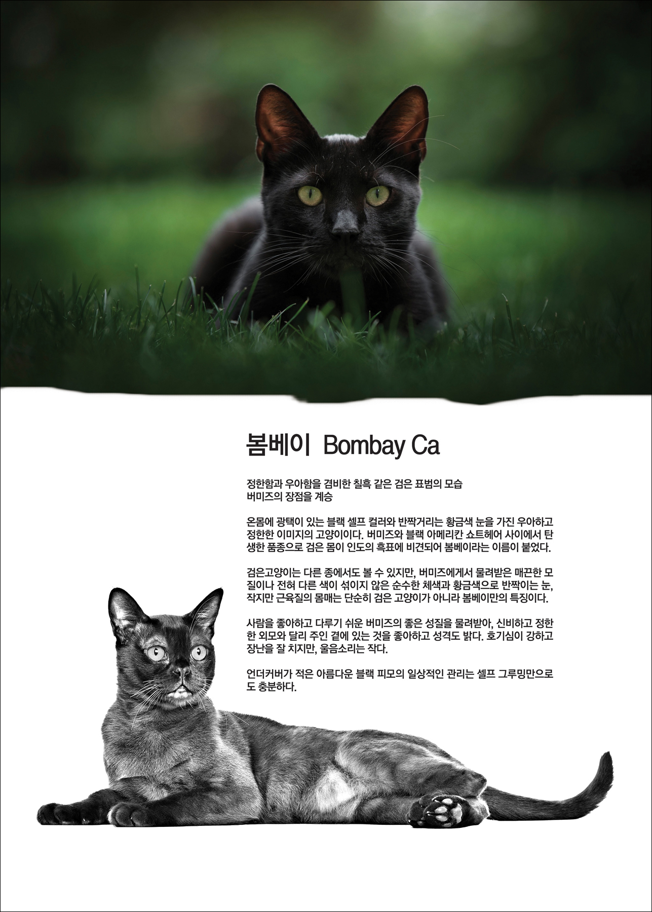 봄베이  Bombay Cat  [애완.반려동물/고양이]
