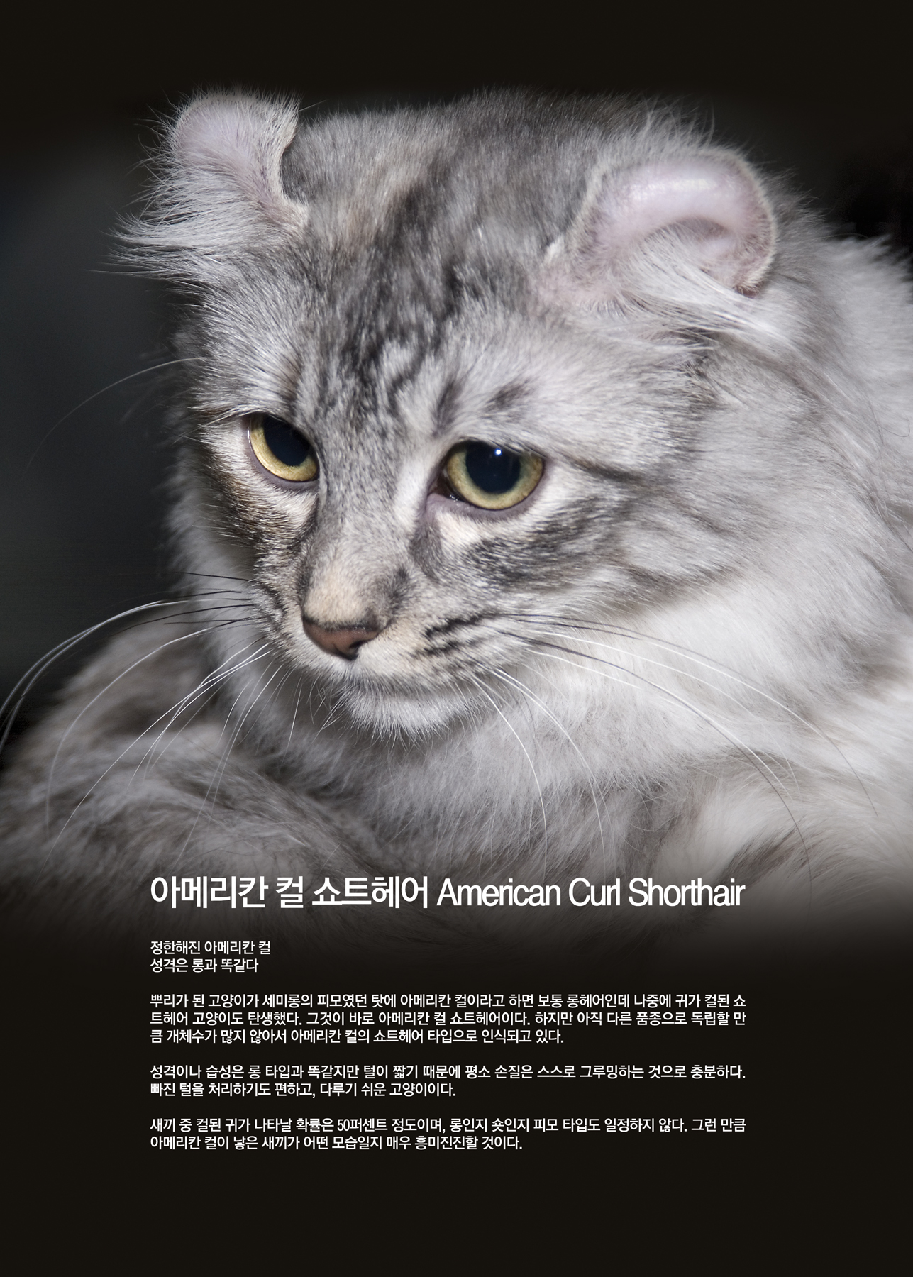 아메리칸 컬 쇼트헤어  American Curl Shorthair [애완.반려동물/고양이]