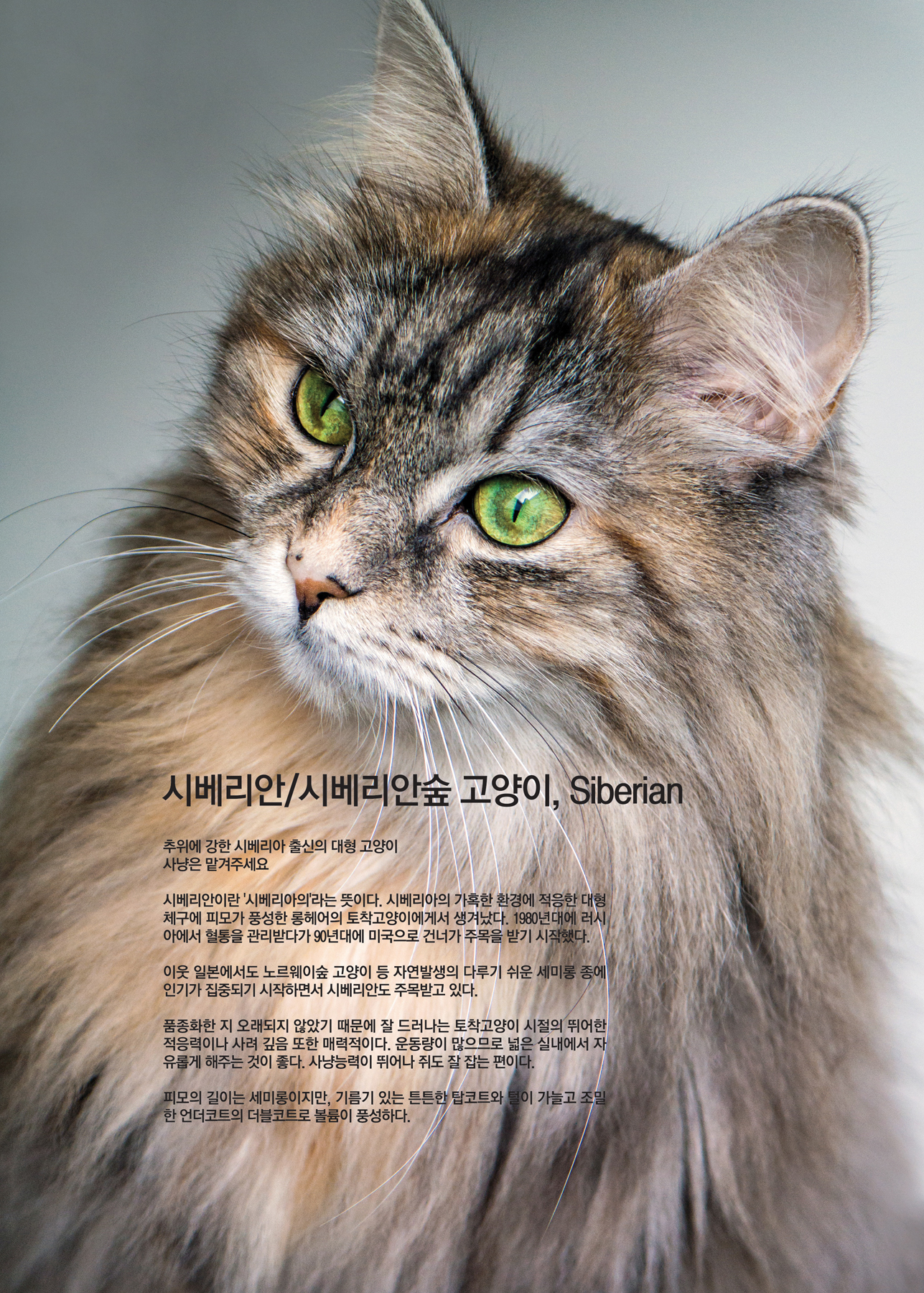 시베리안 / 시베리안숲 고양이, Siberian [애완.반려동물/고양이]