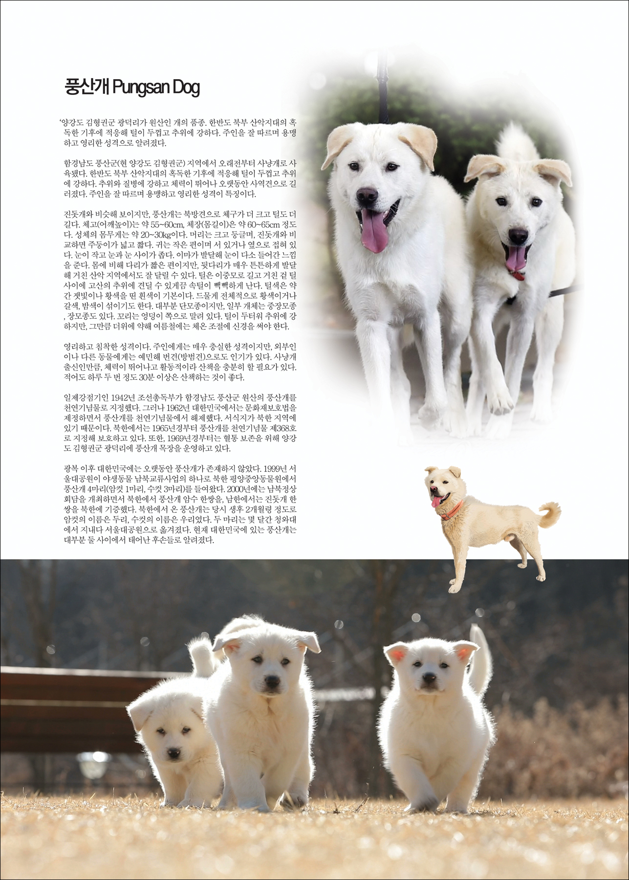 풍산개 Pungsan Dog [애완.반려동물/강아지]